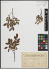 Foto von Salix arbuscula L.